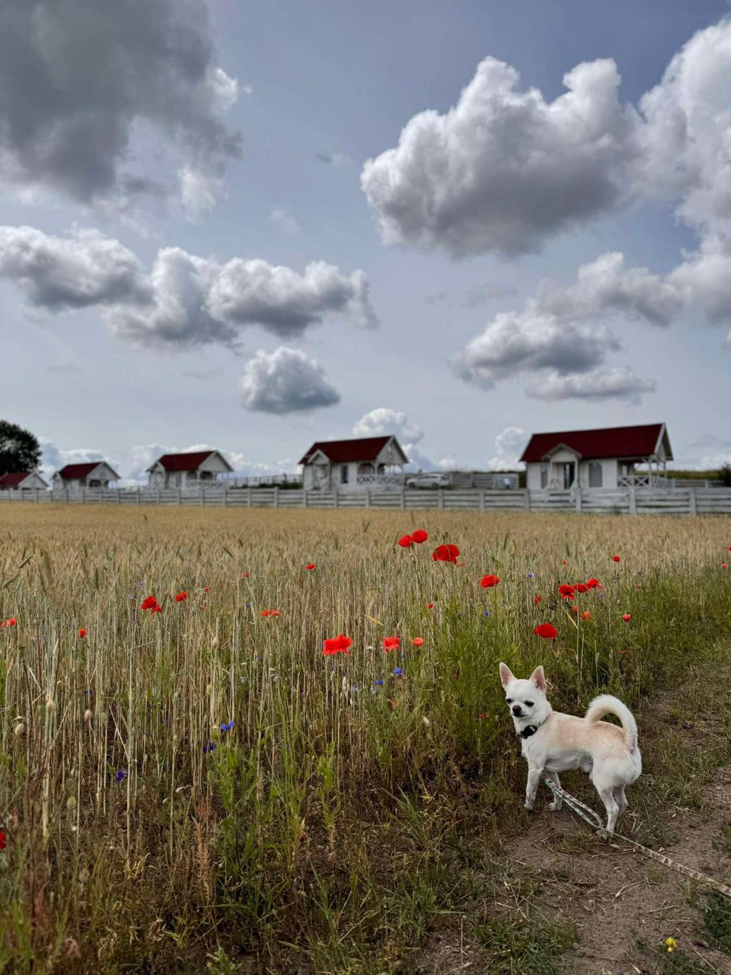 Gizycko-Przerwanki Domki Widok Na Mazury Exterior photo